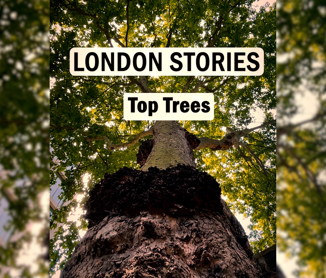 London Stories – London’s Best Trees – Cheapside London Plane