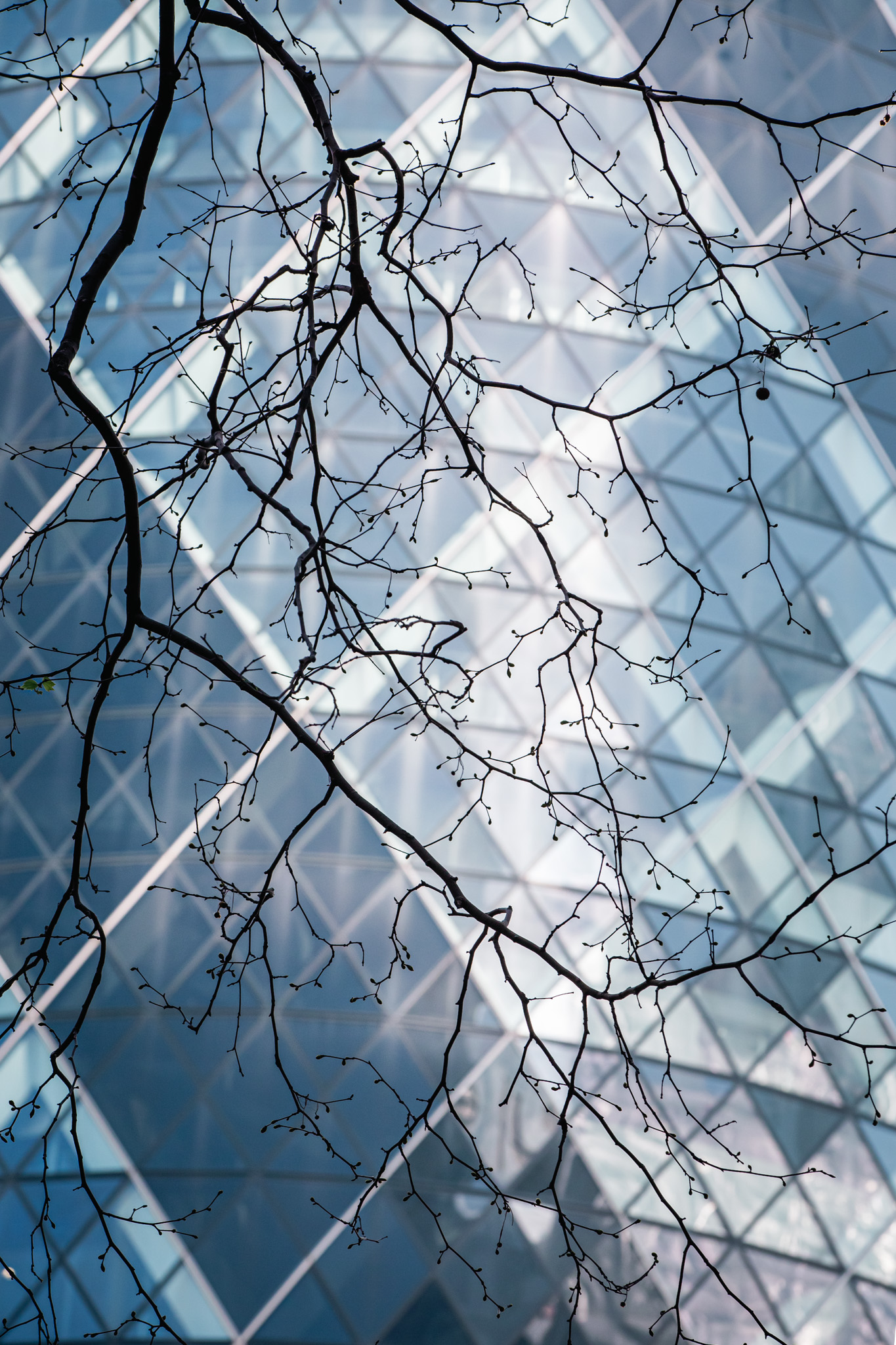 London Writing – The Persistence of trees, nature in the city